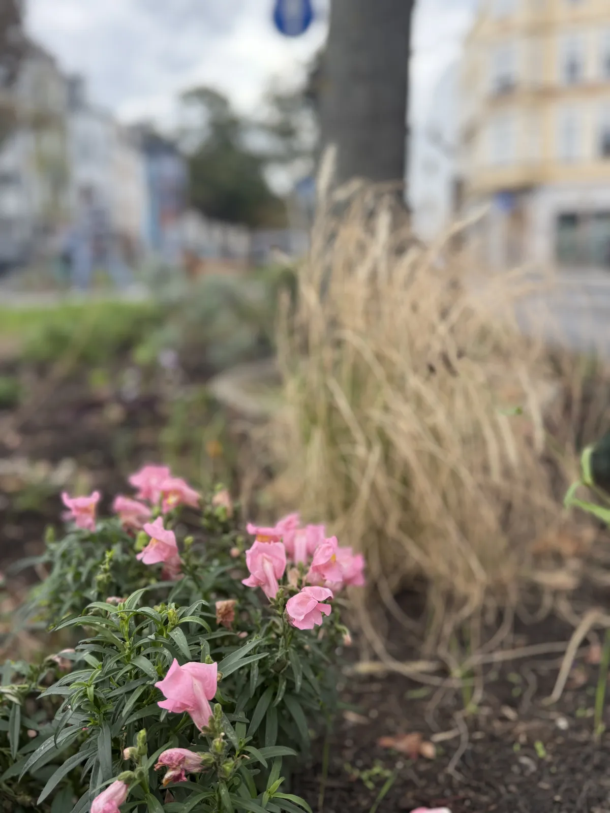 Pink snapdragons blooming in front of ornamental grass on the traffic island