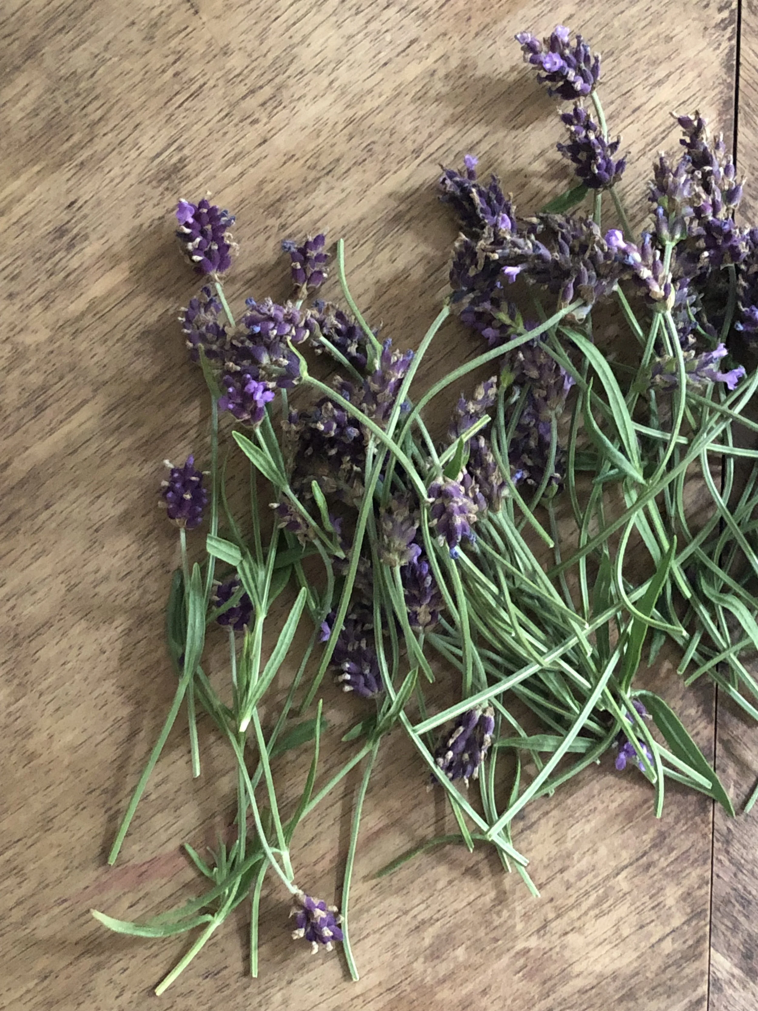 Freshly cut lavender