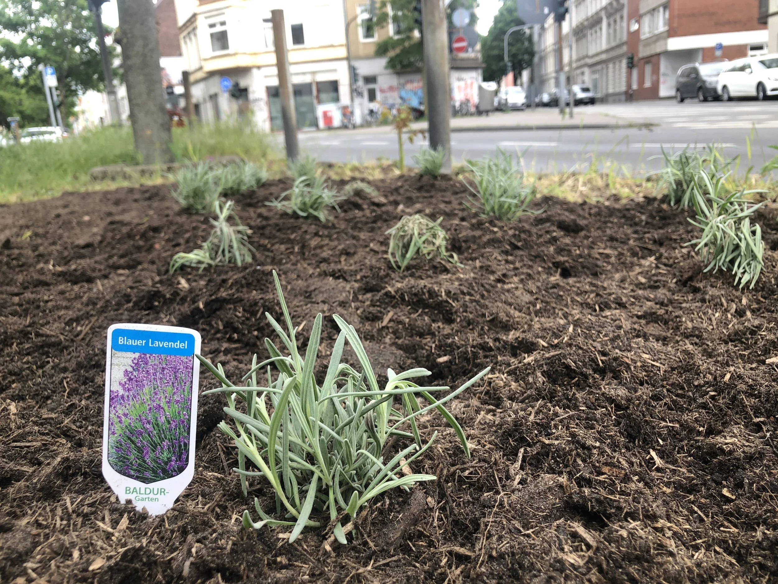 Lavender being planted on the traffic island