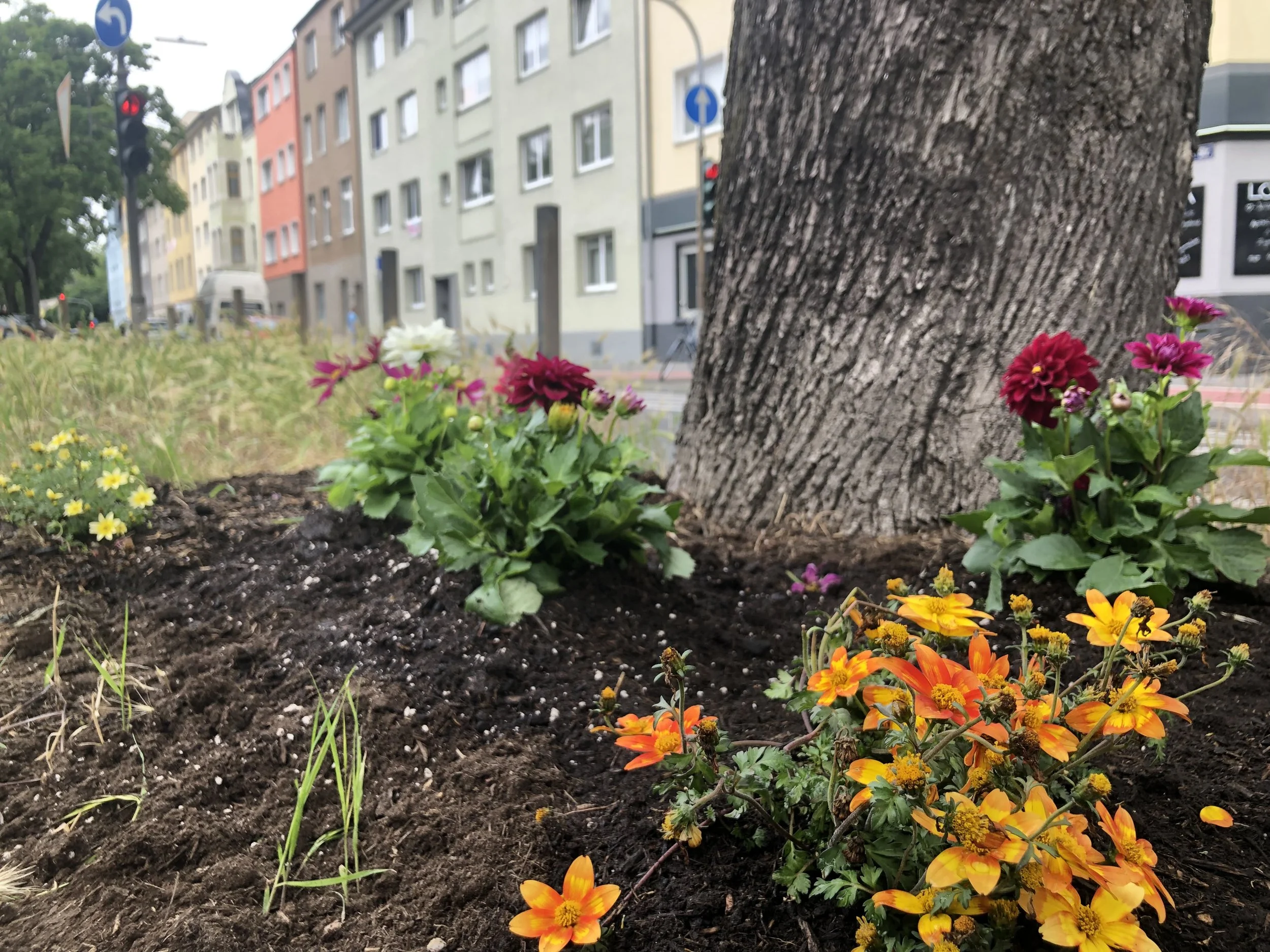 Dahlias and flowers growing near a tree on the traffic island