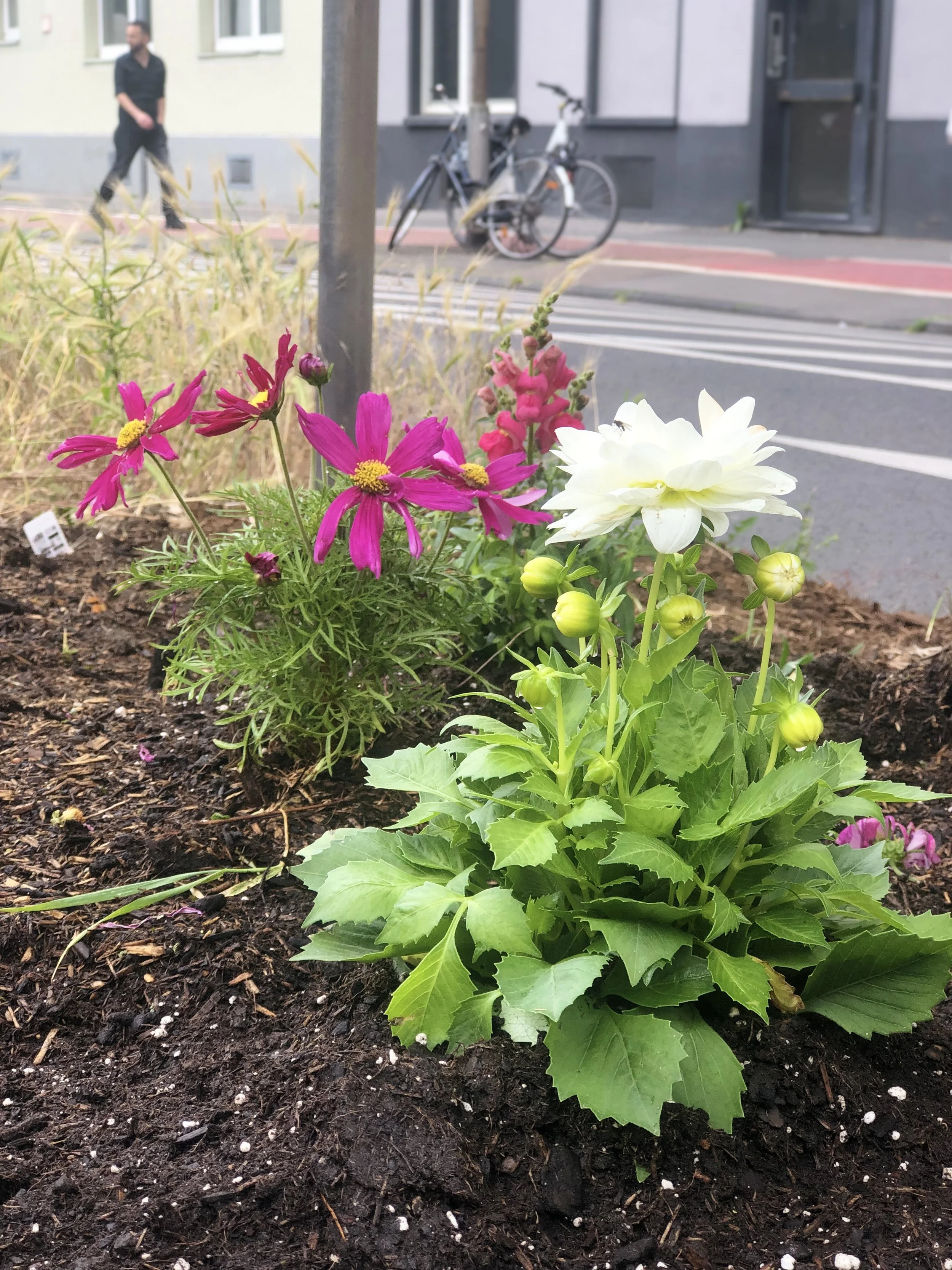 Pink cosmos and white dahlia in bloom